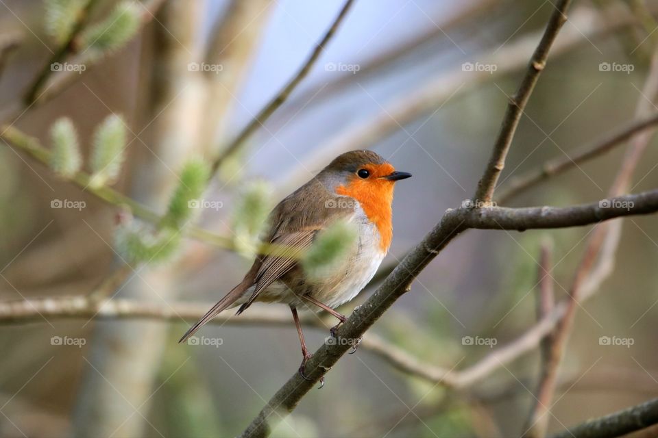 robin on the branch