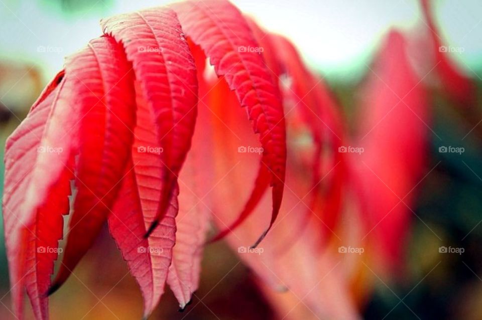 Close-up of red leaf