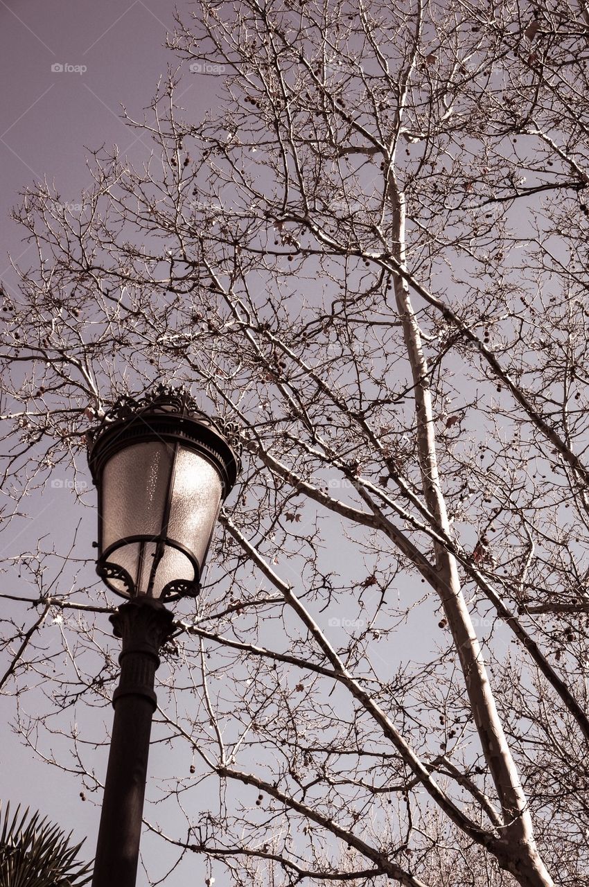 Trees and lamppost in a park