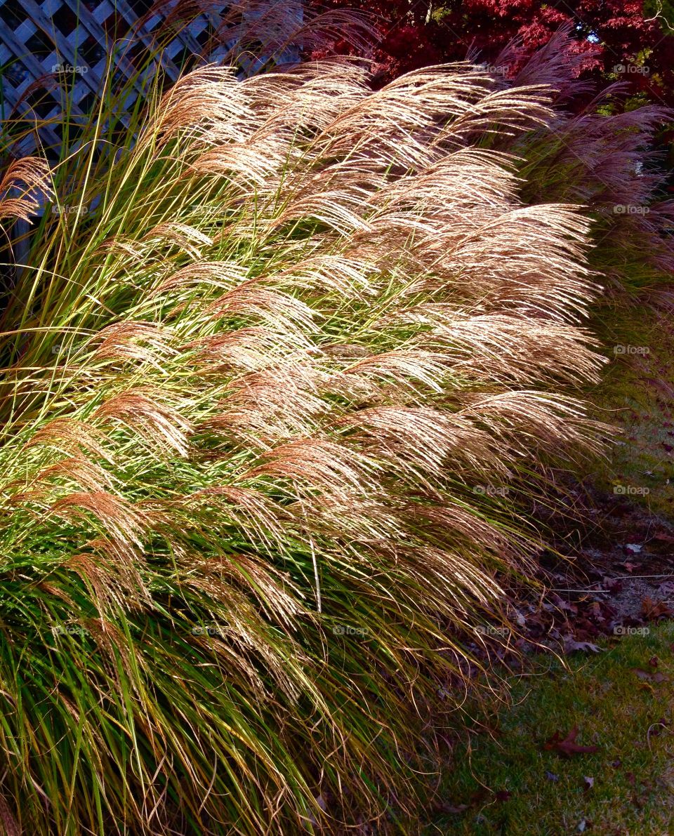 Natural lighting on Maiden Grass