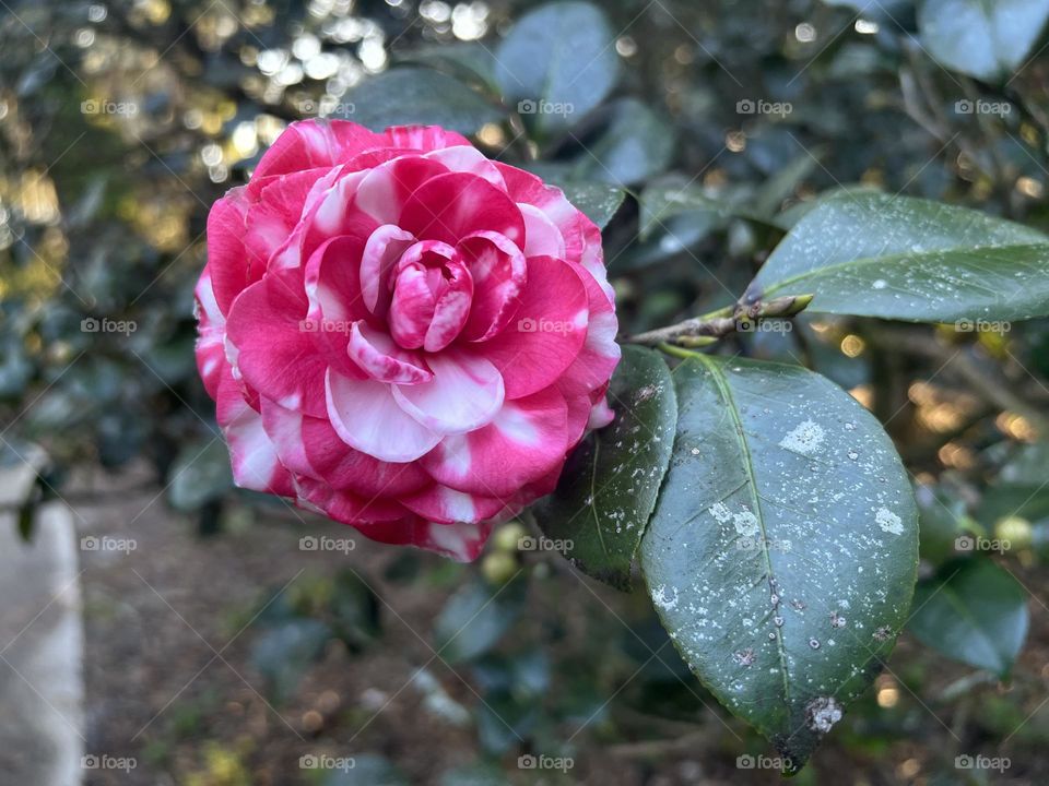 Pretty pink and with flower 