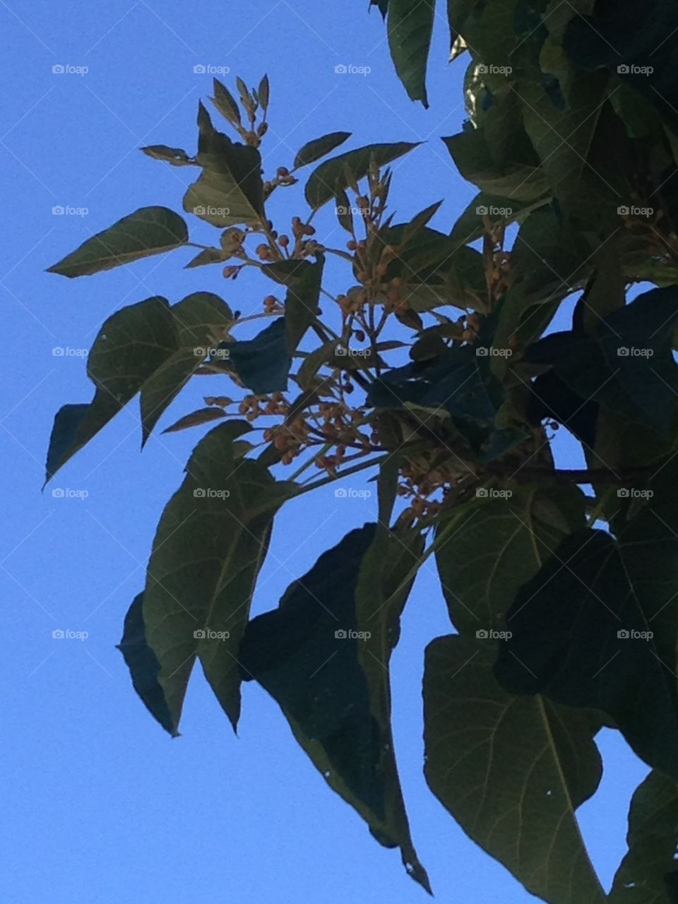 Close-up of tree branches
