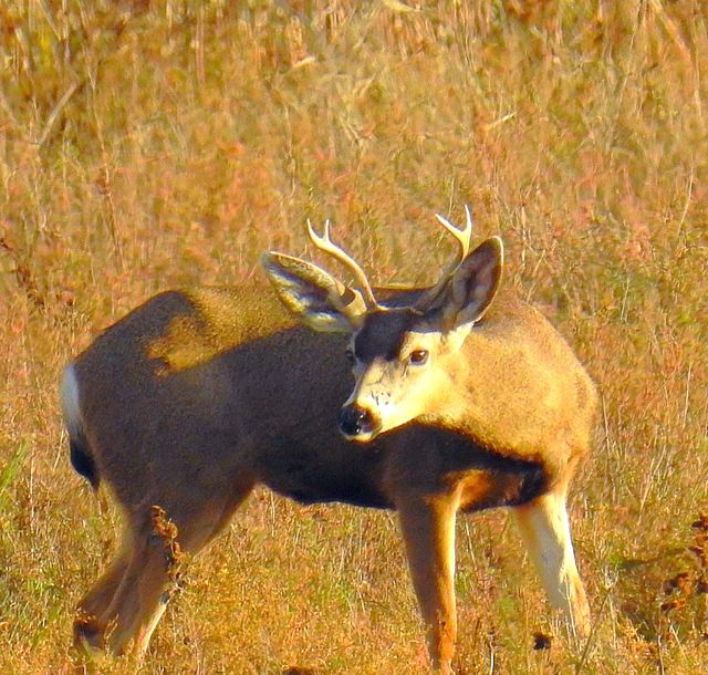 Deer