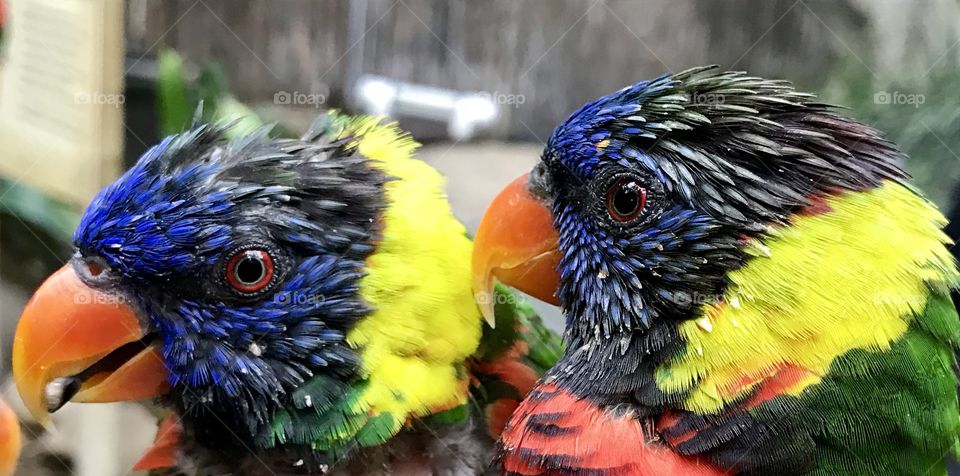 Two beautiful lorikeet parrots