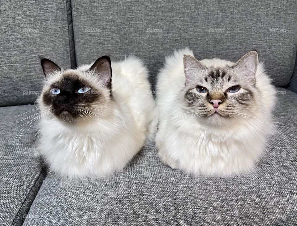 The portrait of two cute white sacred birman kitten cats looking up