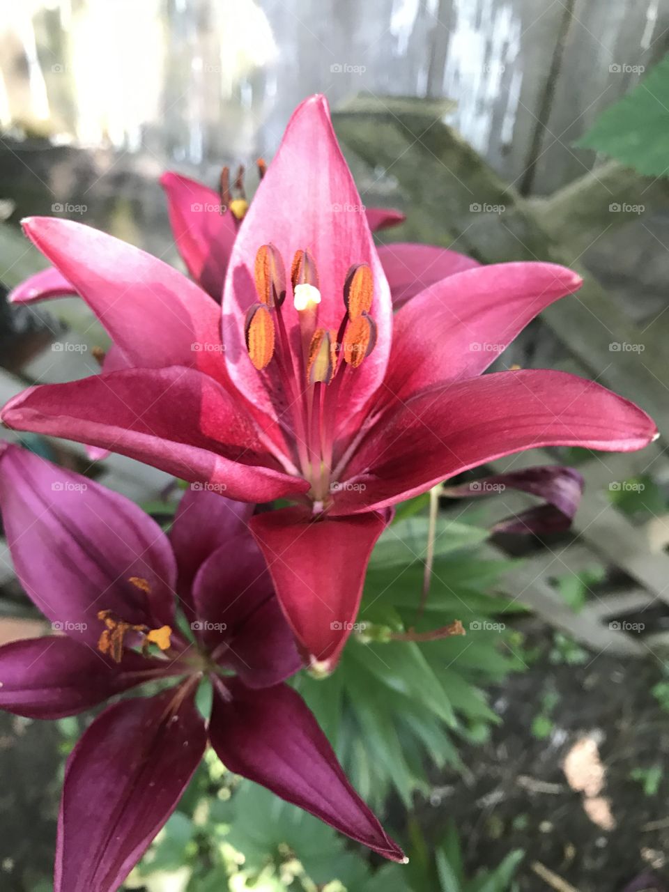 Beautiful Lillies