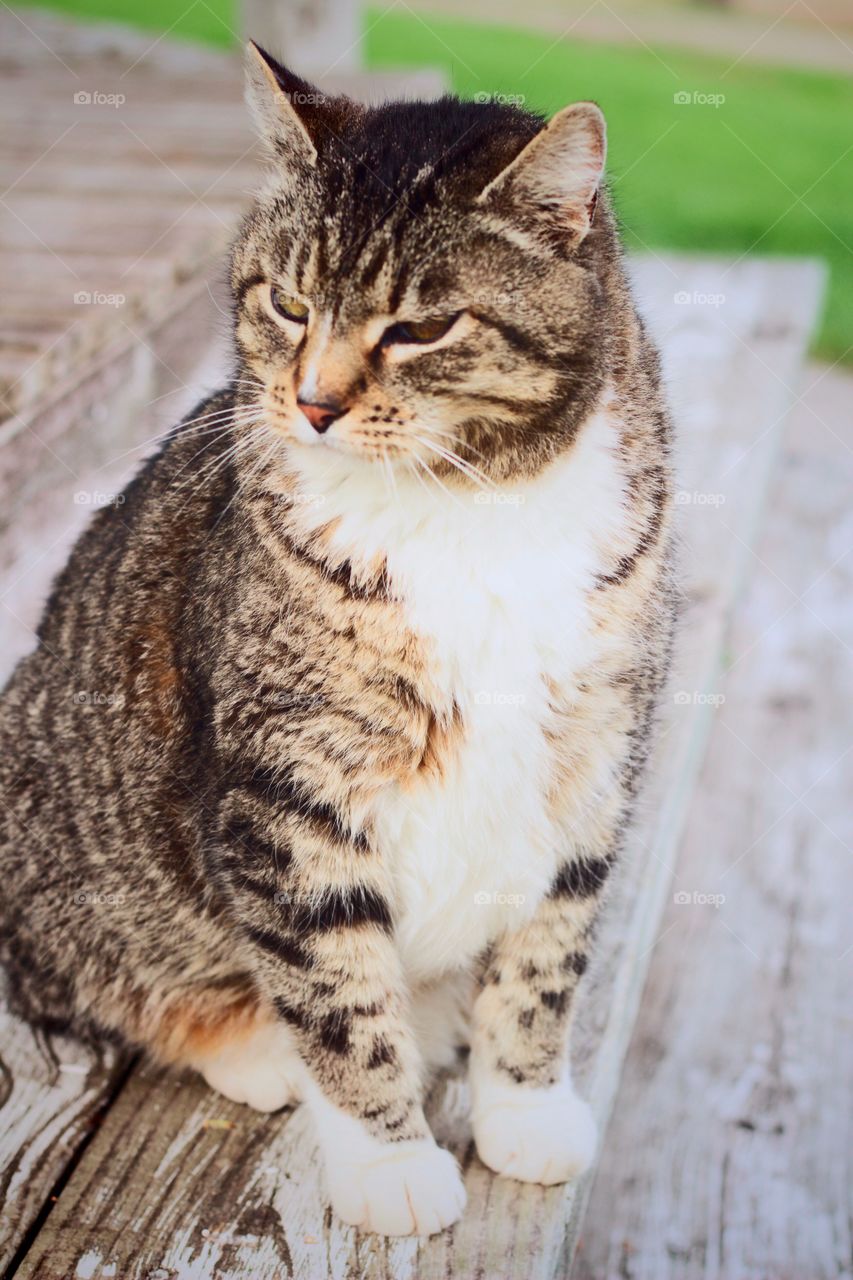 Gray tabby cat sitting on weathered, white, painted wooden front porch step, looking toward food bowls and waiting impatiently until they're filled