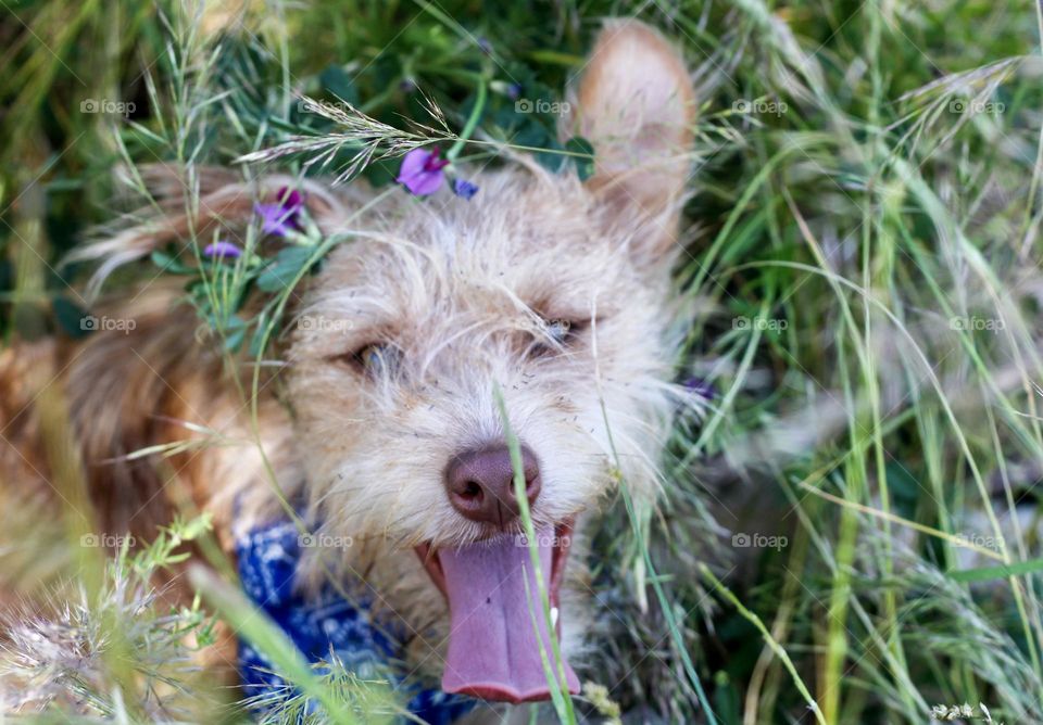 A dog having a crazy, fun time playing in the long grass, somehow she has managed to wrap purple flowers over her head, like she’s off to a spring festival.