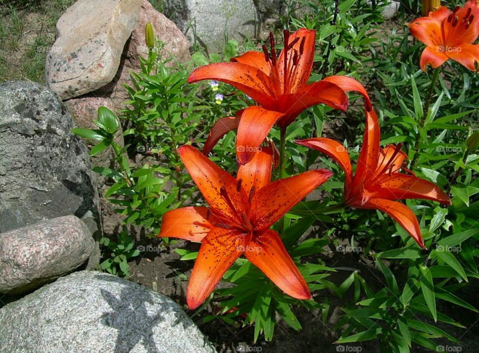 lilies