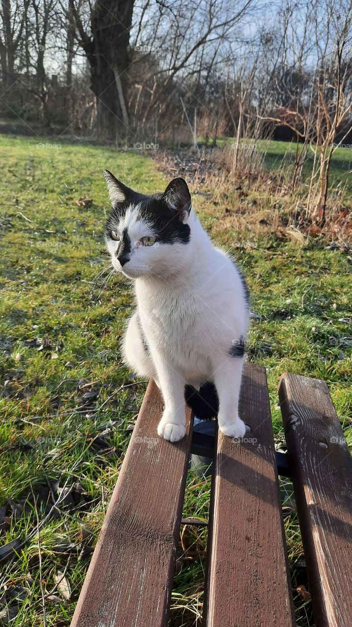 black & white cat on wooden bench