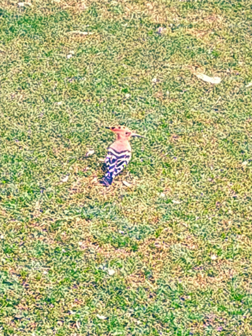 The bold woodpecker searching food in the green grass