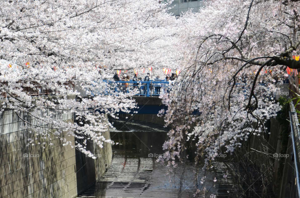 blossom cherry river sakura by hugo