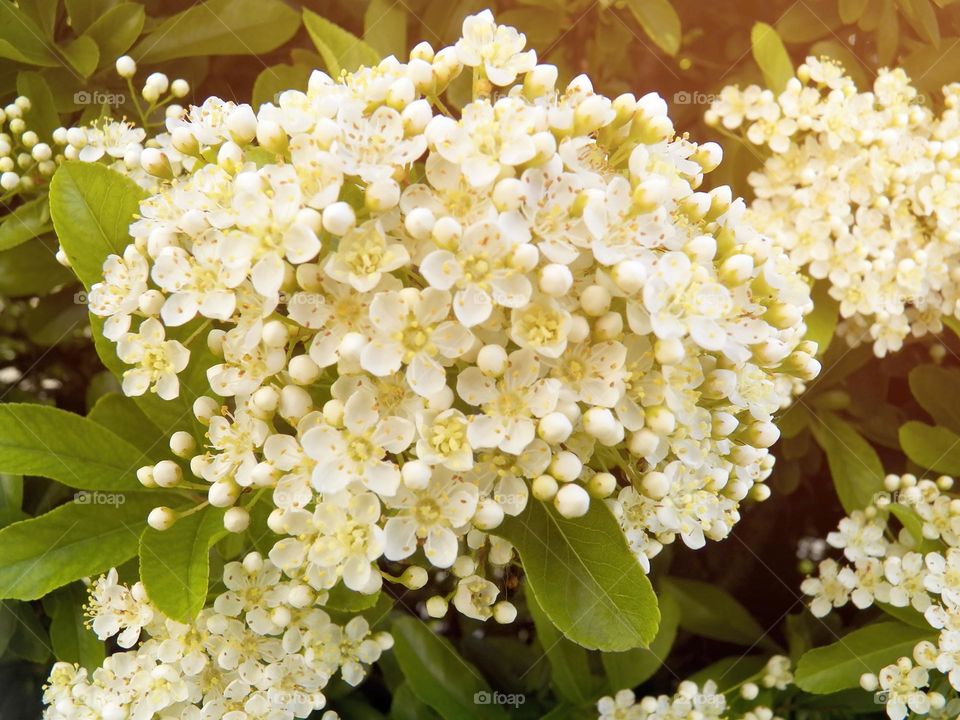 Warm temperature white blooming tiny bouquet
