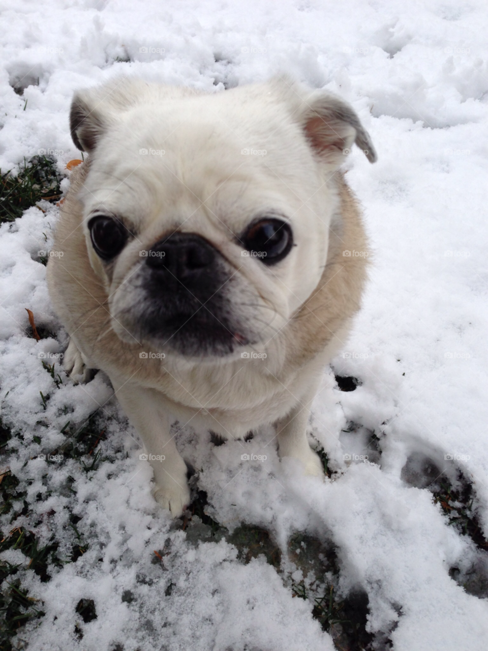 snow dog pug dogs by melody