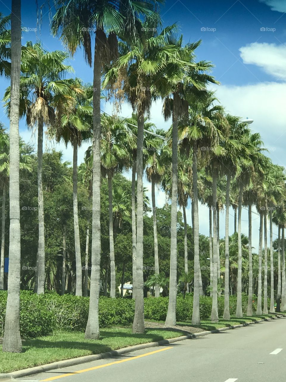 Symmetrical Tropical palm trees 