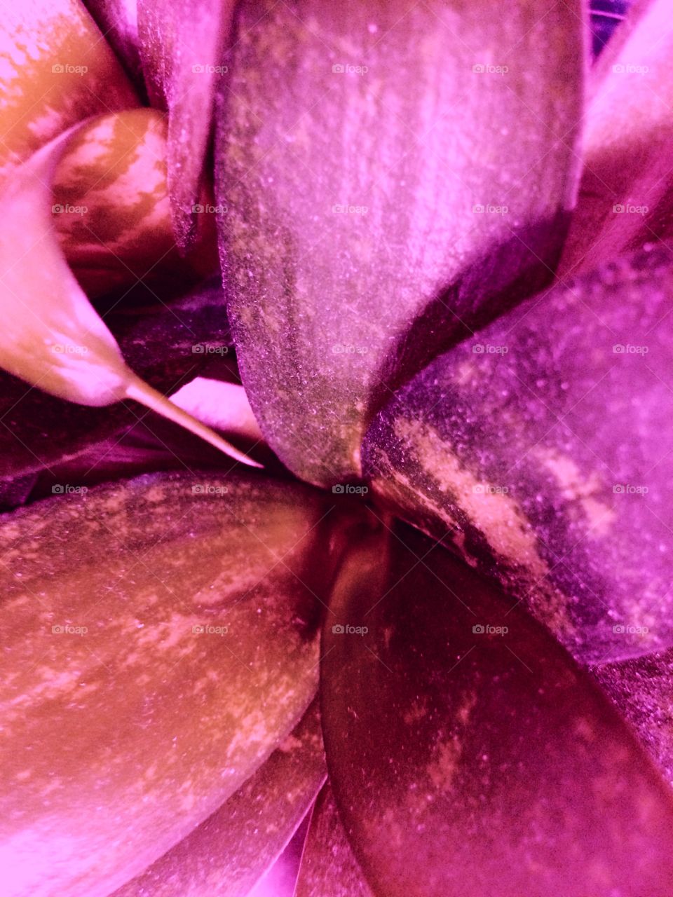 Purple plant leaves 
