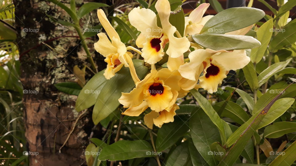 ORQUÍDEA DENDROBIUM FIMBRIATUM - Adulto
Essa orquídea é conhecida como Olho-de-boneca devido ao centro bem escuro da flor.
Rúne grande inflorescência nas pontas dos ramos e pode ser bem duradoura durante a primavera.
