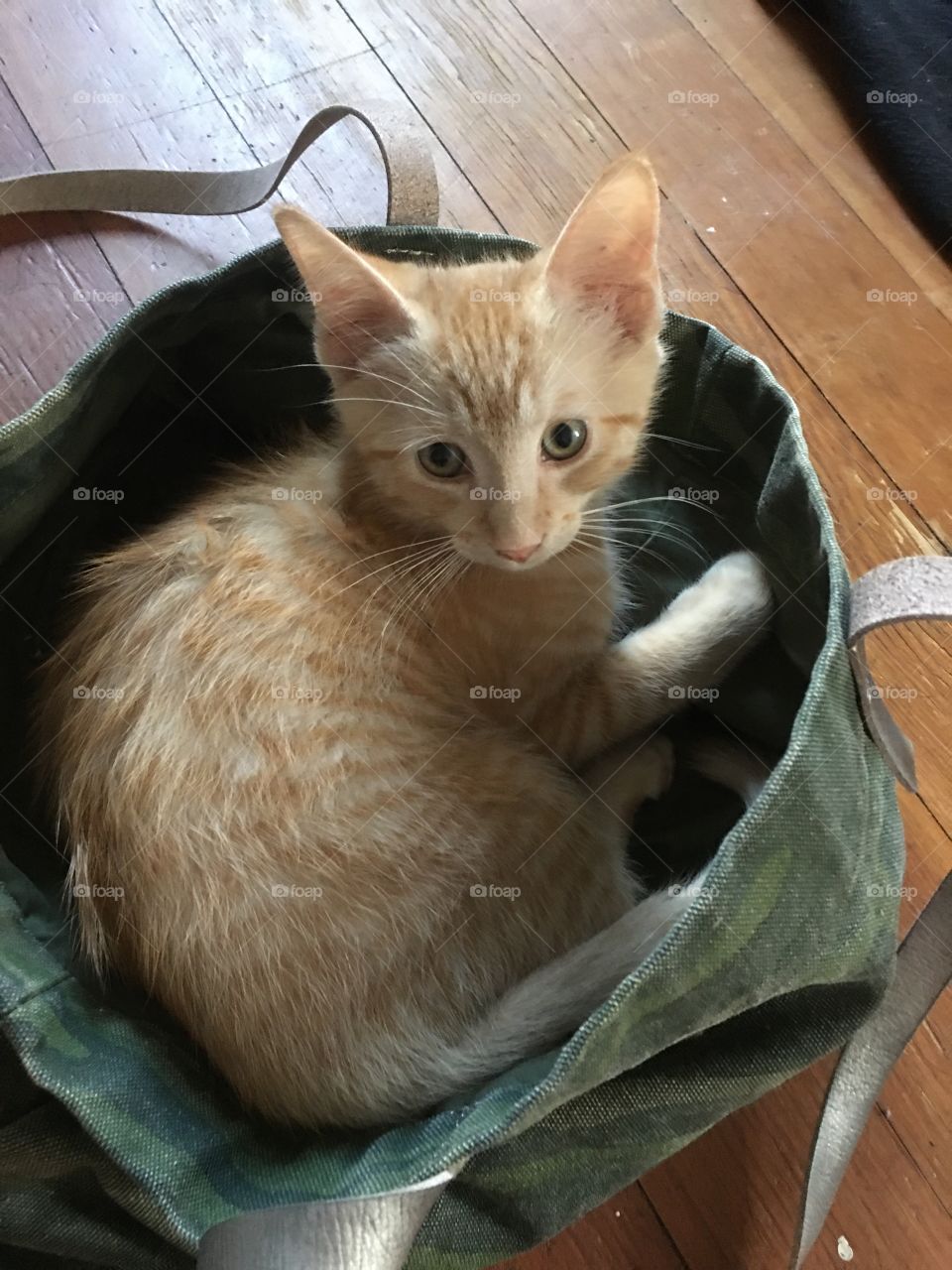 Kitten in a bag.