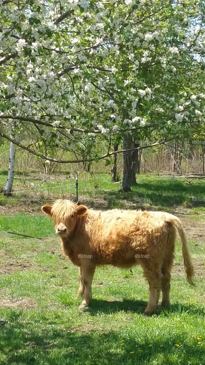 Highland cattle