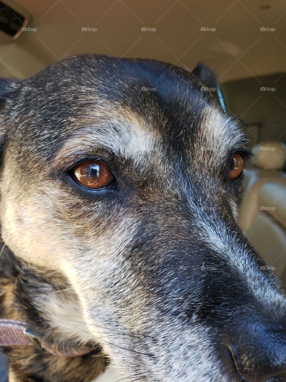 Sweet brown eyed pepper