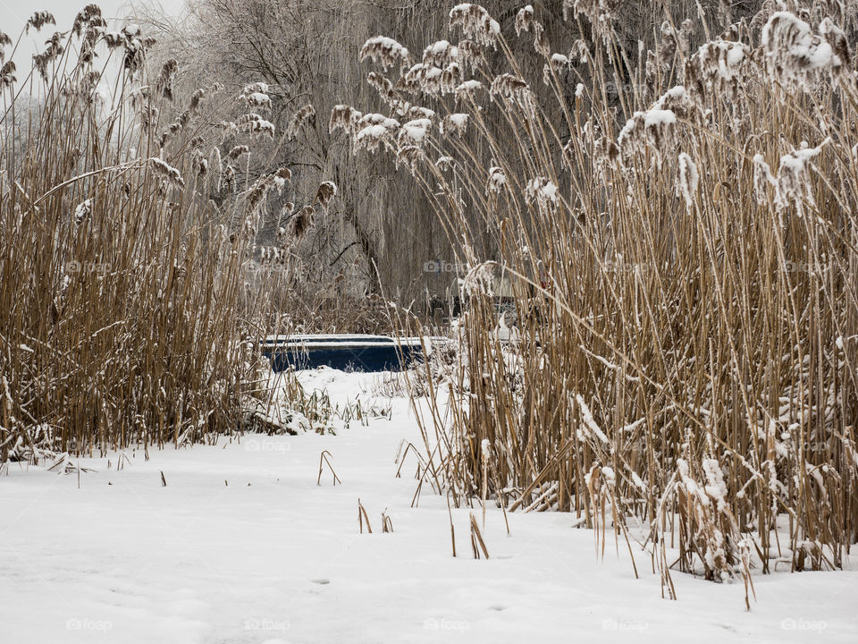 View of snowy plant