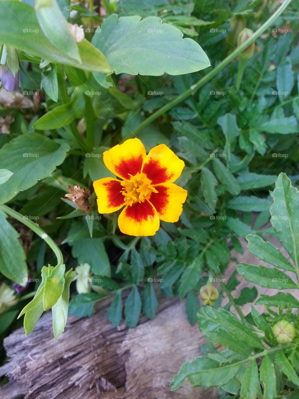 Little Yellow/Red Marigold