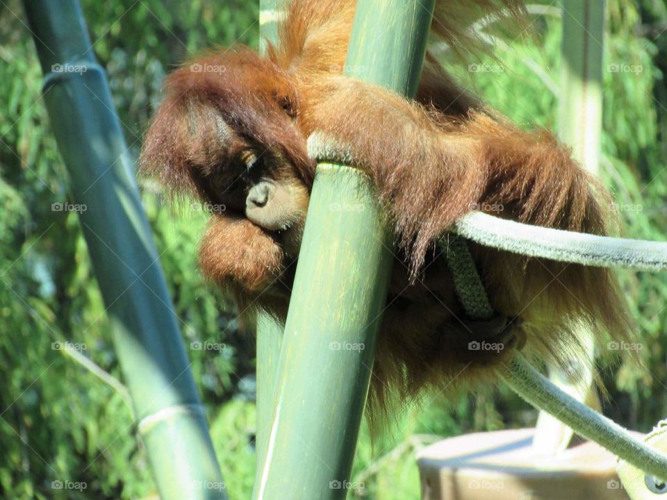 Young orangutan 