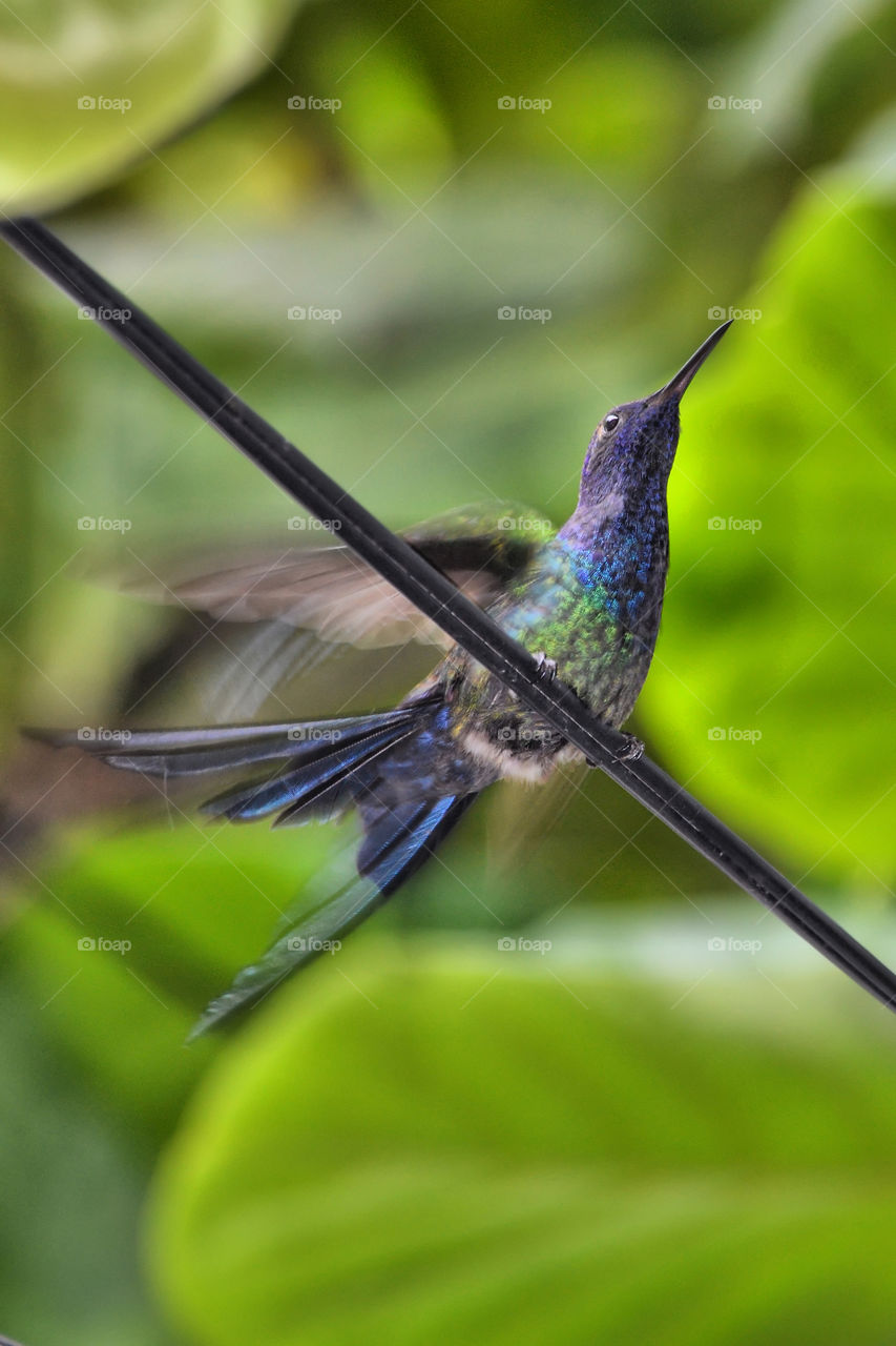 Close-up of a hummingbird