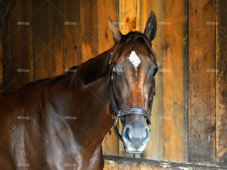 Curalina Head Shot. Curalina, a chestnut filly by Curlin posing in her stall before winning a stake race at Saratoga. 
Zazzle.com/Fleetphoto