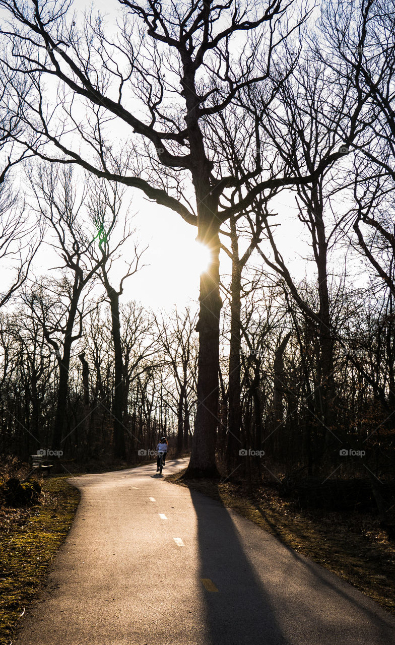 a walk in the woods