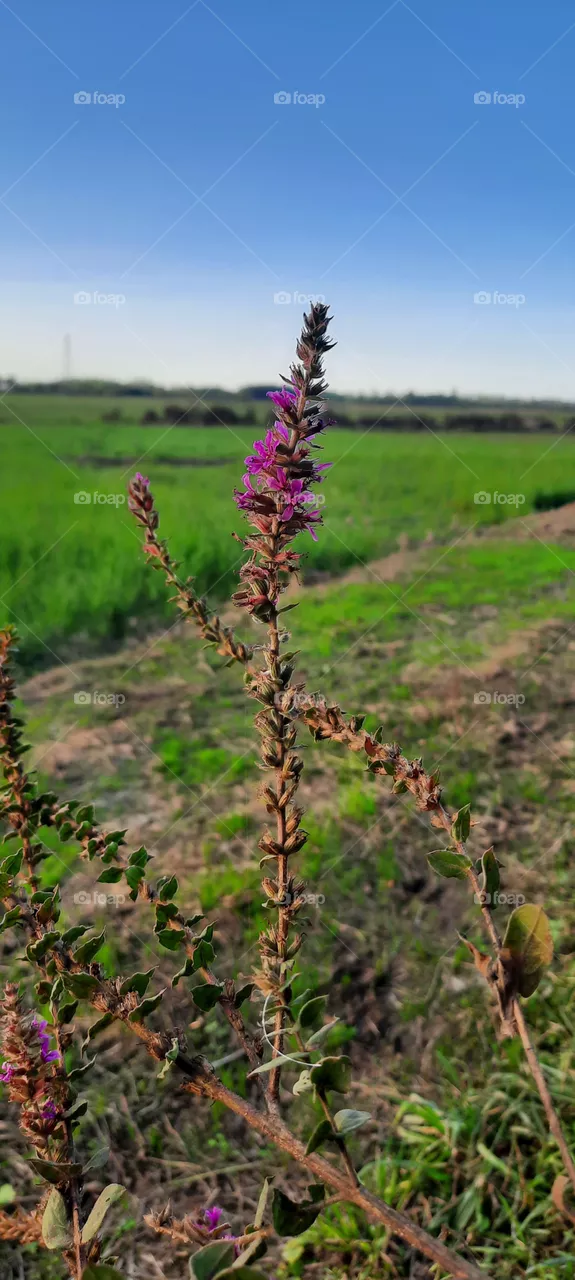 Beautiful Nature