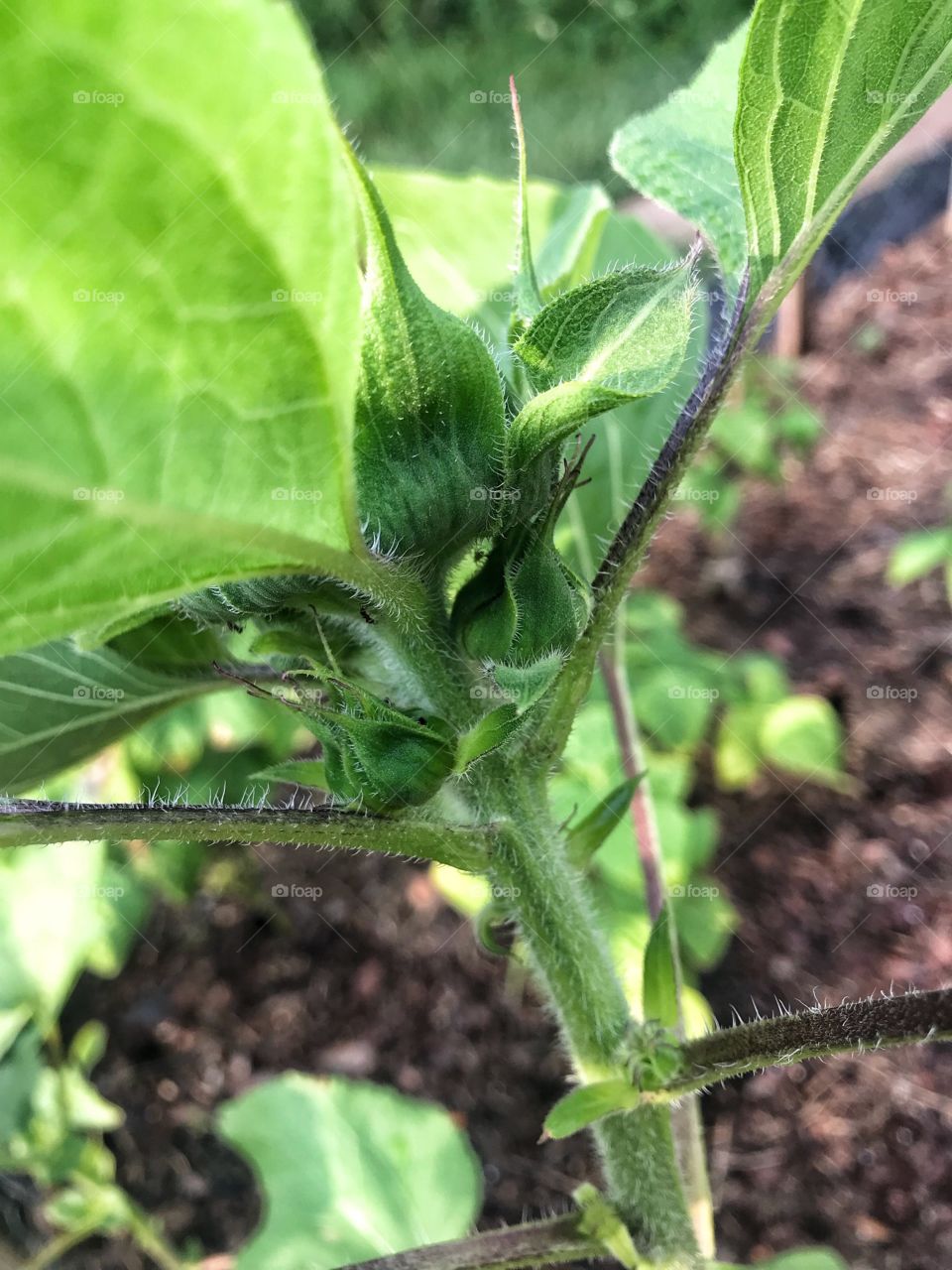 Sunflower carrying two babies by her side 