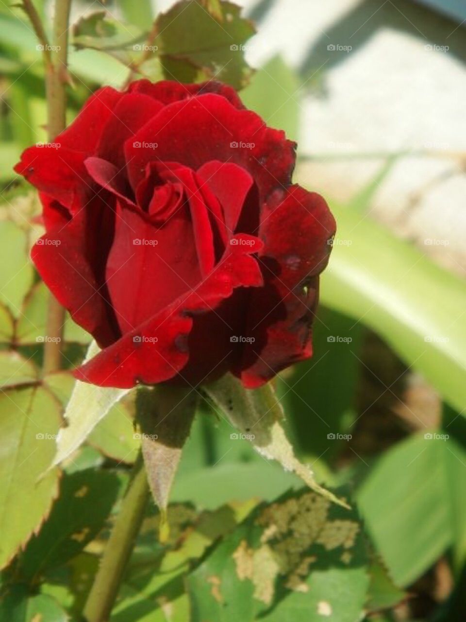 Red rose 