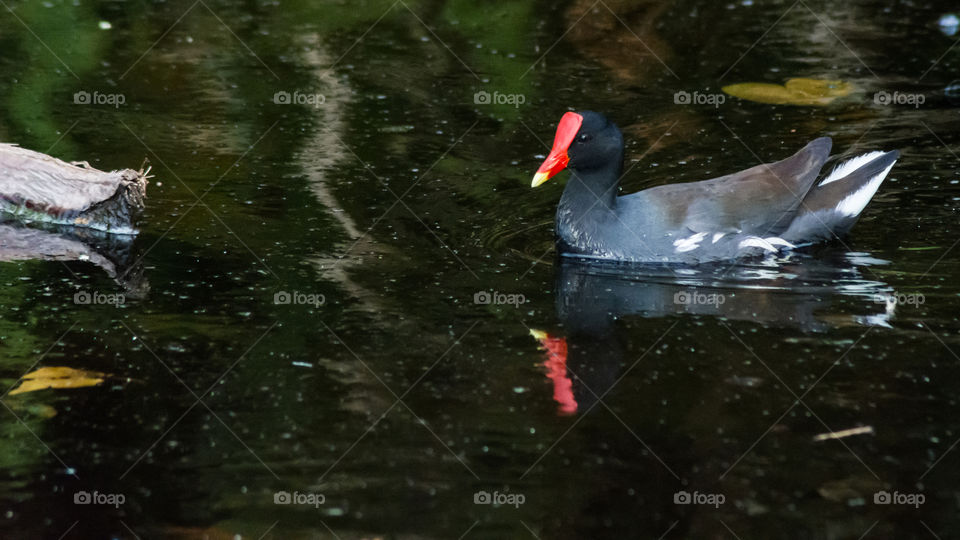 Gallareta Pico Rojo Gallinula Chloropus