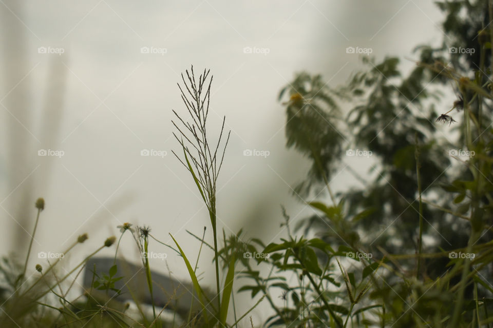 beautiful grass