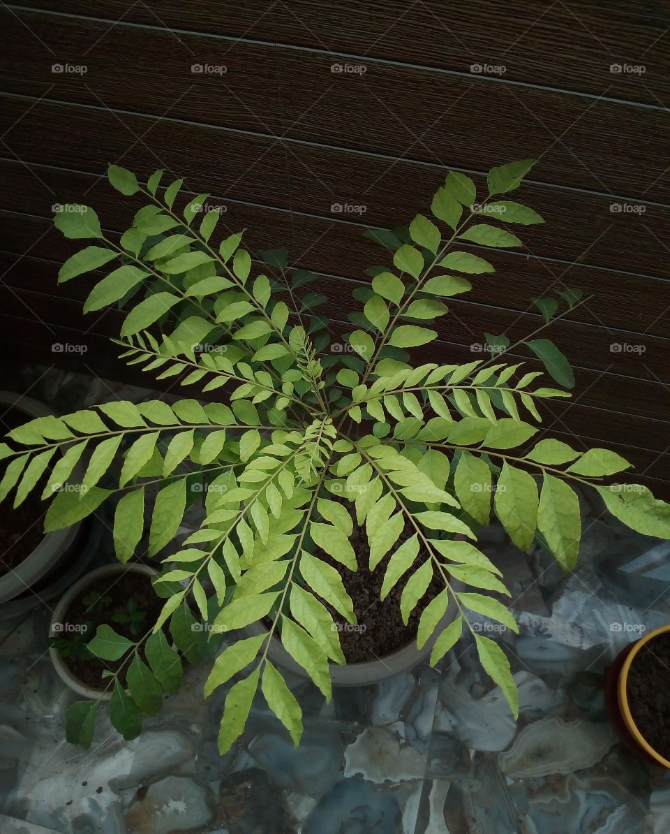 Curry Leaves, mostly known as kadi patta and mitha neem are widely used in Indian cooking. These fragrant leaves not only add aroma to the food but they are also loaded with immense health benefits. It has been used for their medicinal properties too