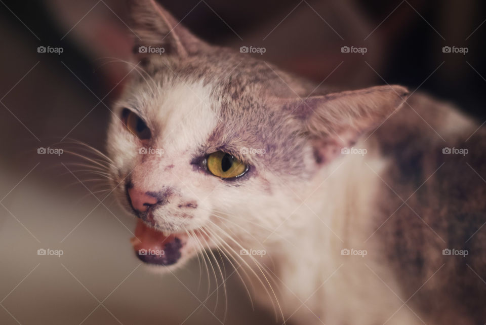 When meong is hungry and wants to eat something