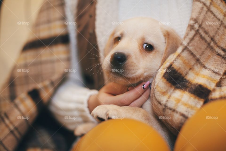 Labrador puppy