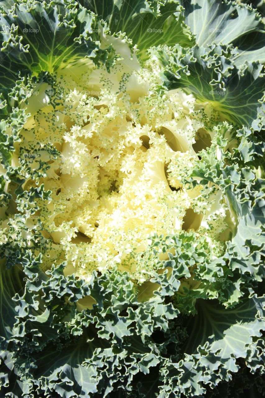 Fence garden vegetables to eat..Yellow Cabbage