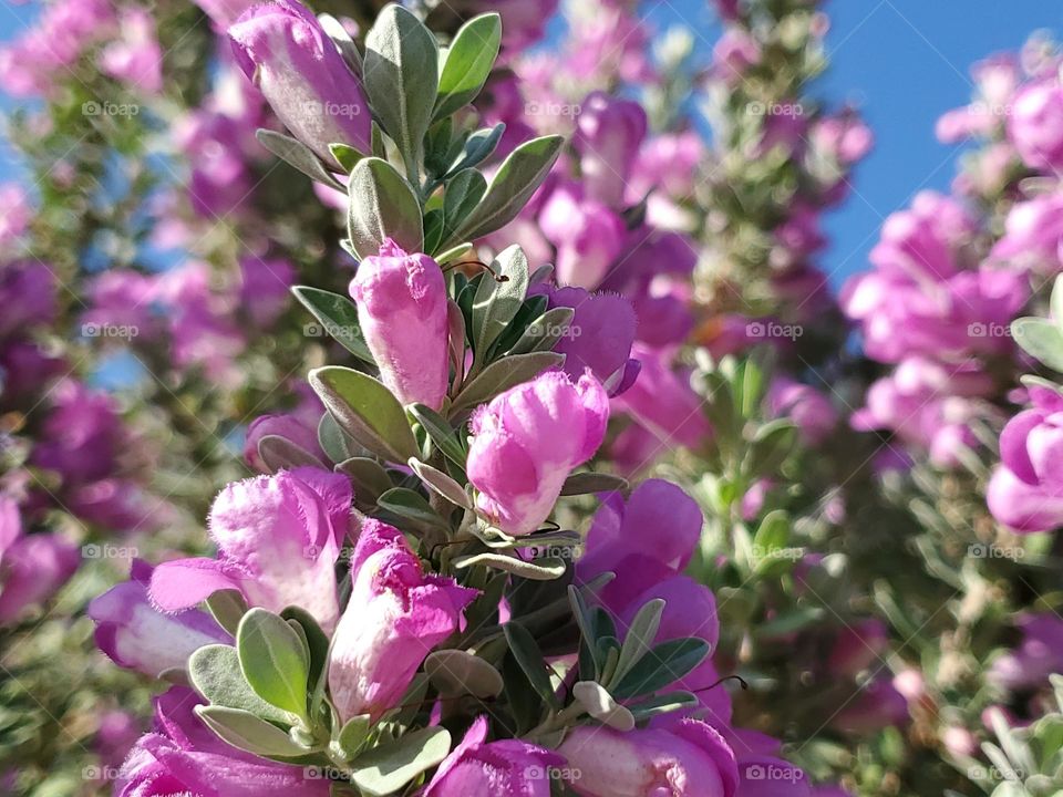Pink, light green and blue go beautifully together and are displayed by this flowering shrub on a sunny day.