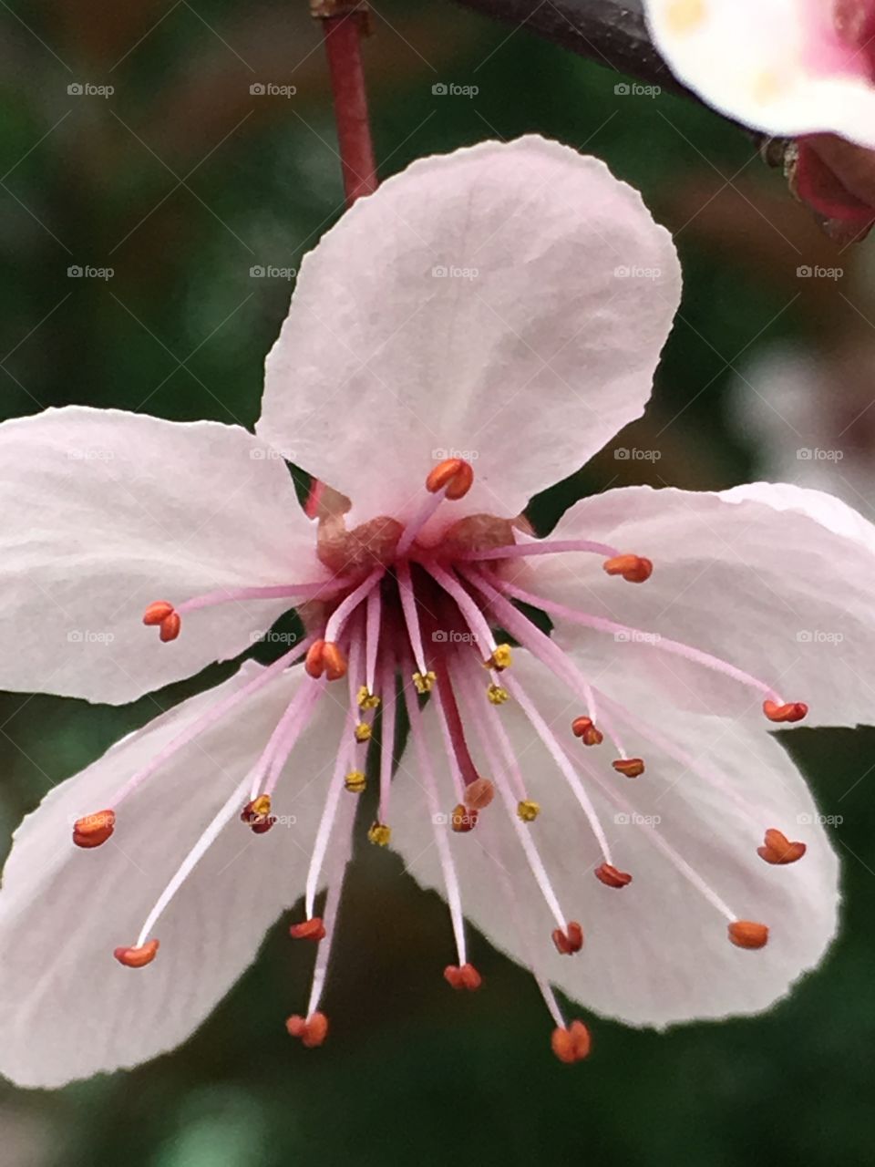 pink flower