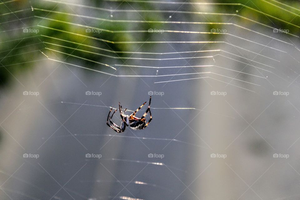 overpass spider web bike trail