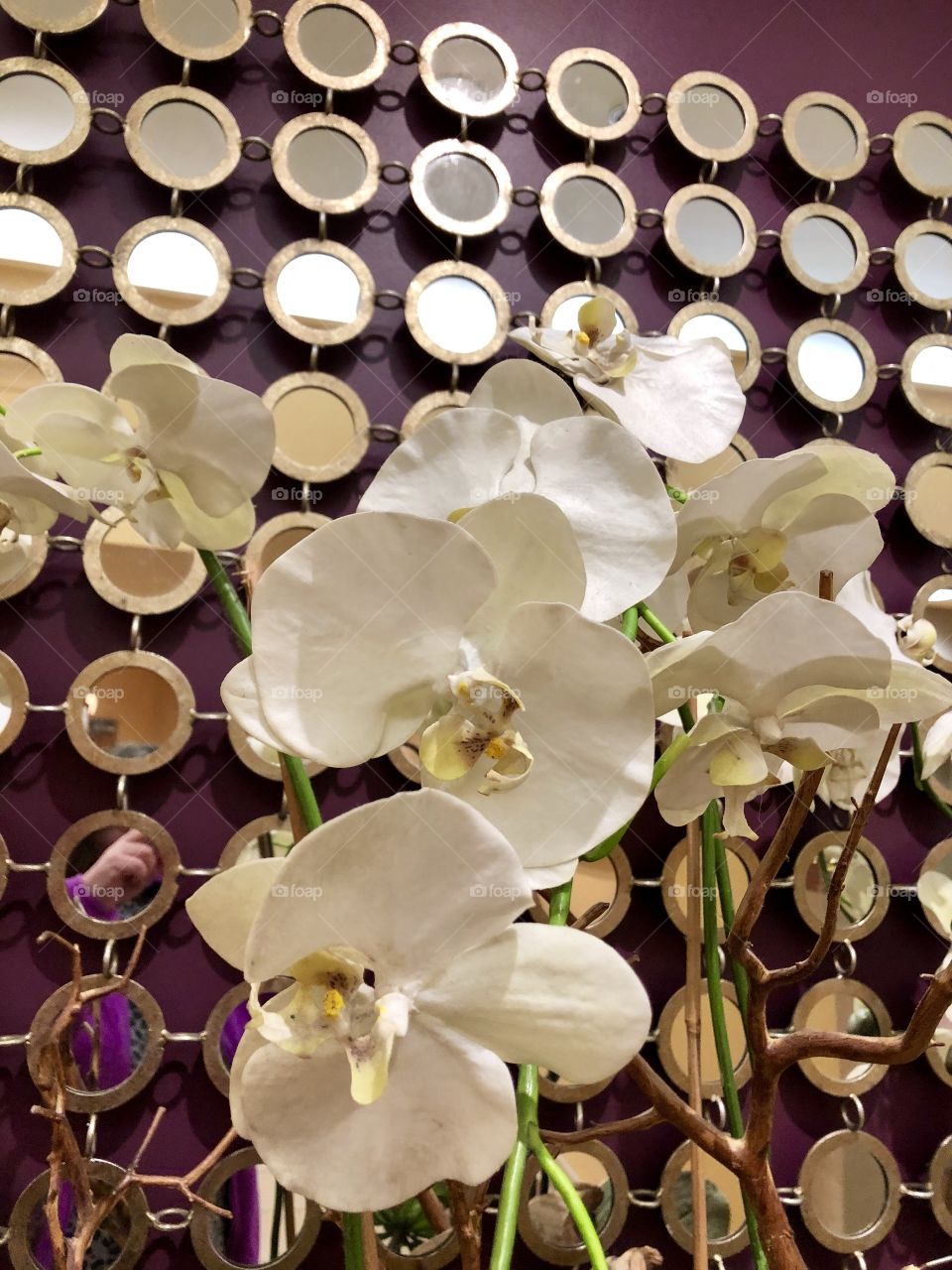 Close up of white orchids in front of plum wall with mirrored circles.