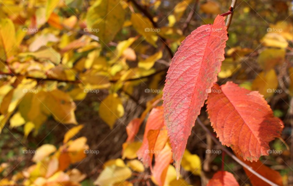 Autumn colors.