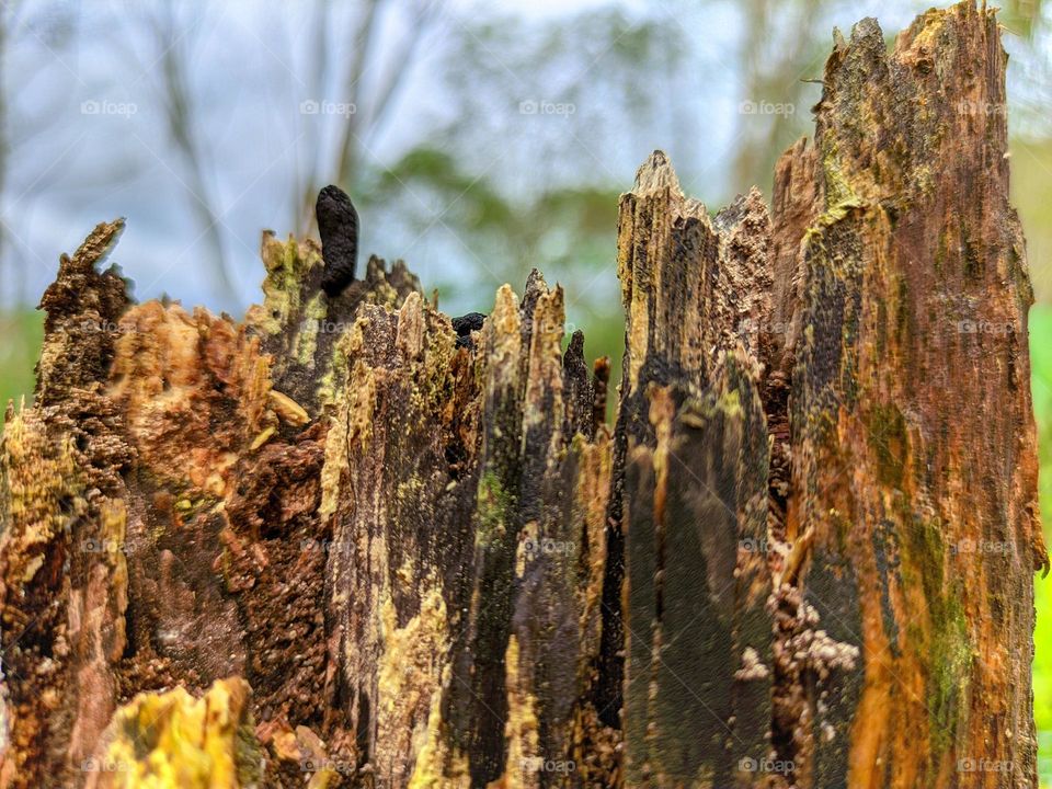 old tree monument in the garden
