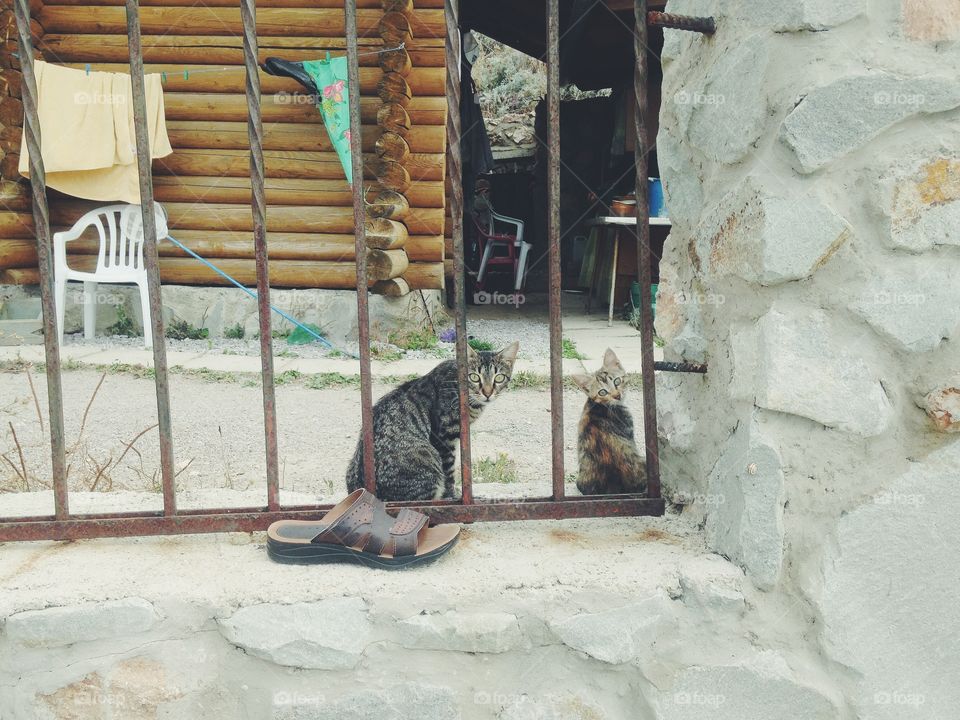 Street cats 