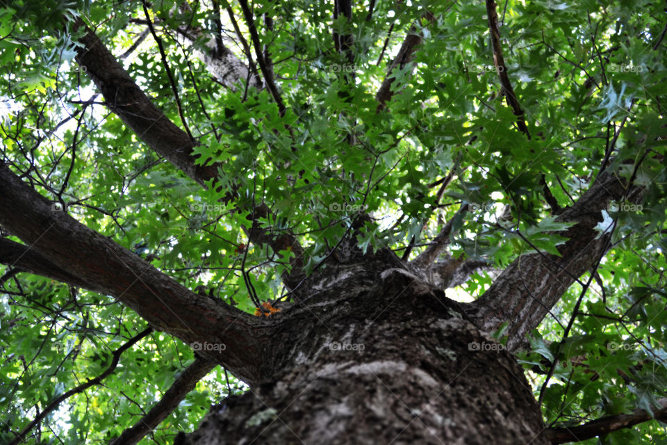 looking up the tree.. I nice summer day