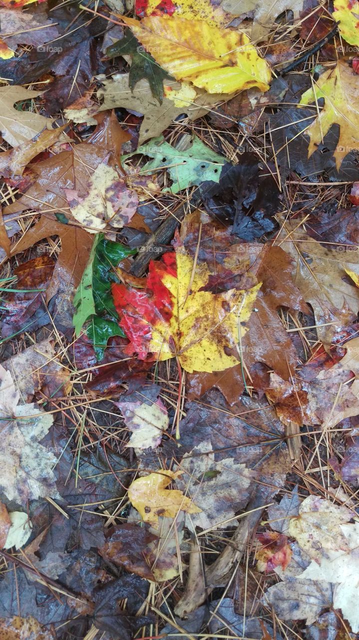 Last of Autumn's glory. A red and yellow leaf atop a bed of seasons past brown leaves.