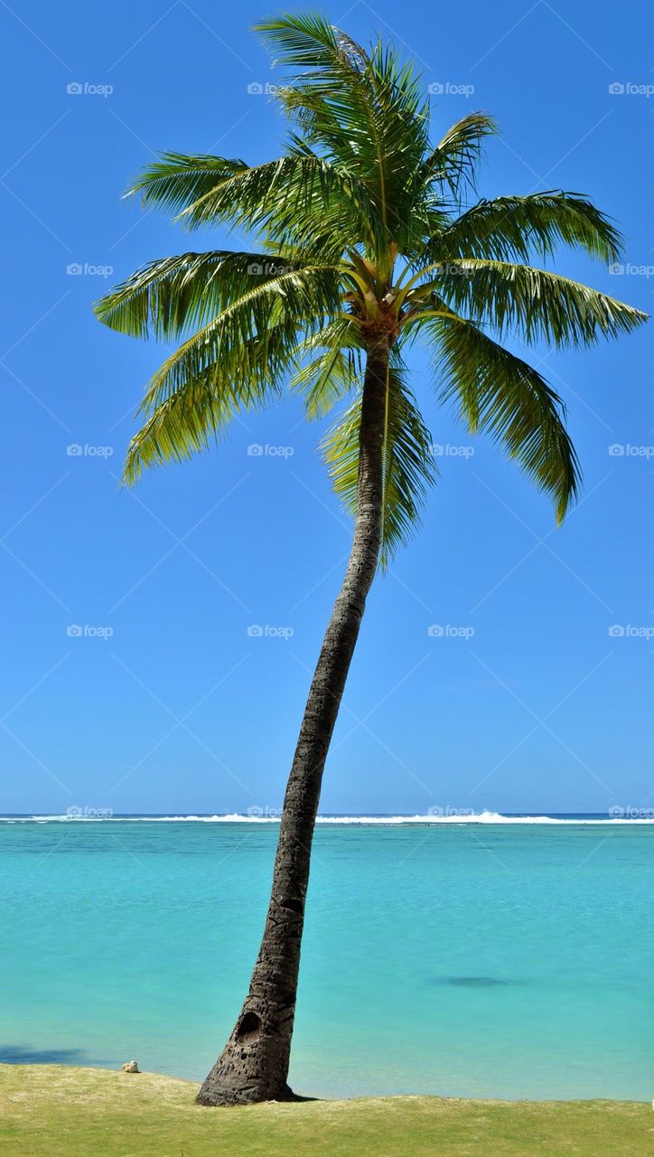 Palm Tree