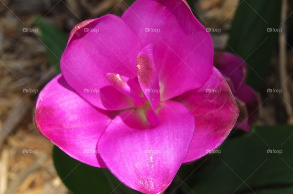 Close up of a curcuma bloom